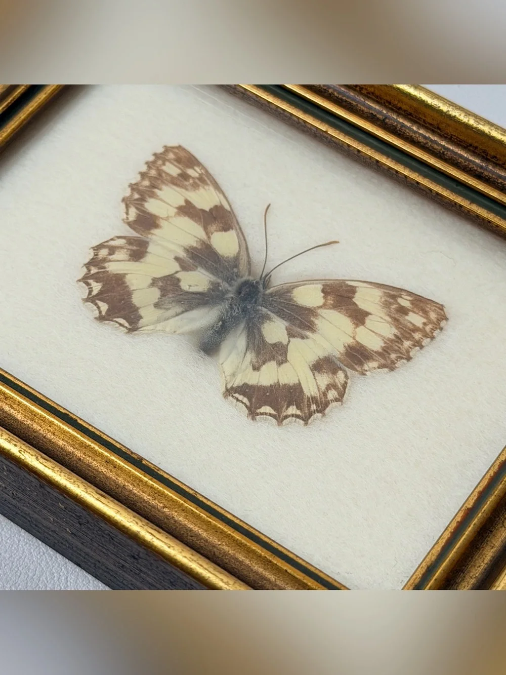 Marbled White Butterfly (Melanargia galathea) framed  2 pcs set Handmade Austria